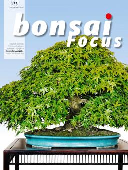 BONSAI FOCUS DE